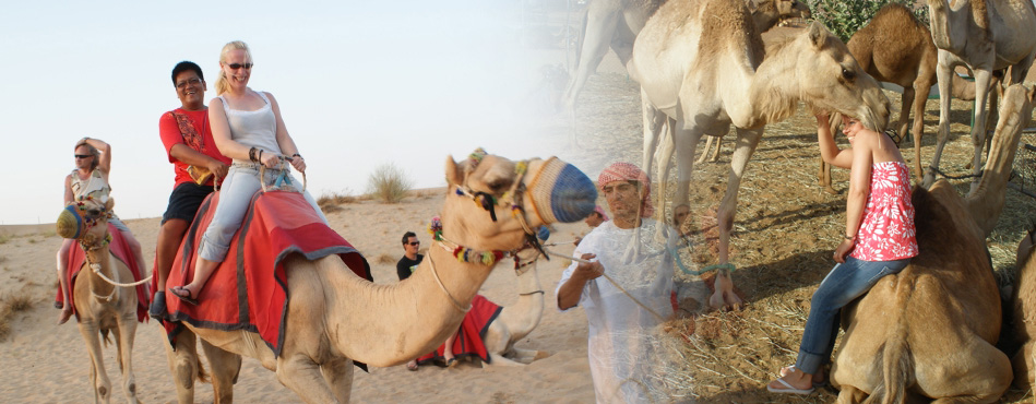 Camel Ride Dubai, Camel Tour dubai, camel safari dubai